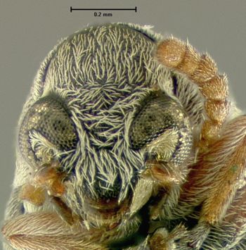 Media type: image;   Entomology 25049 Aspect: head frontal view